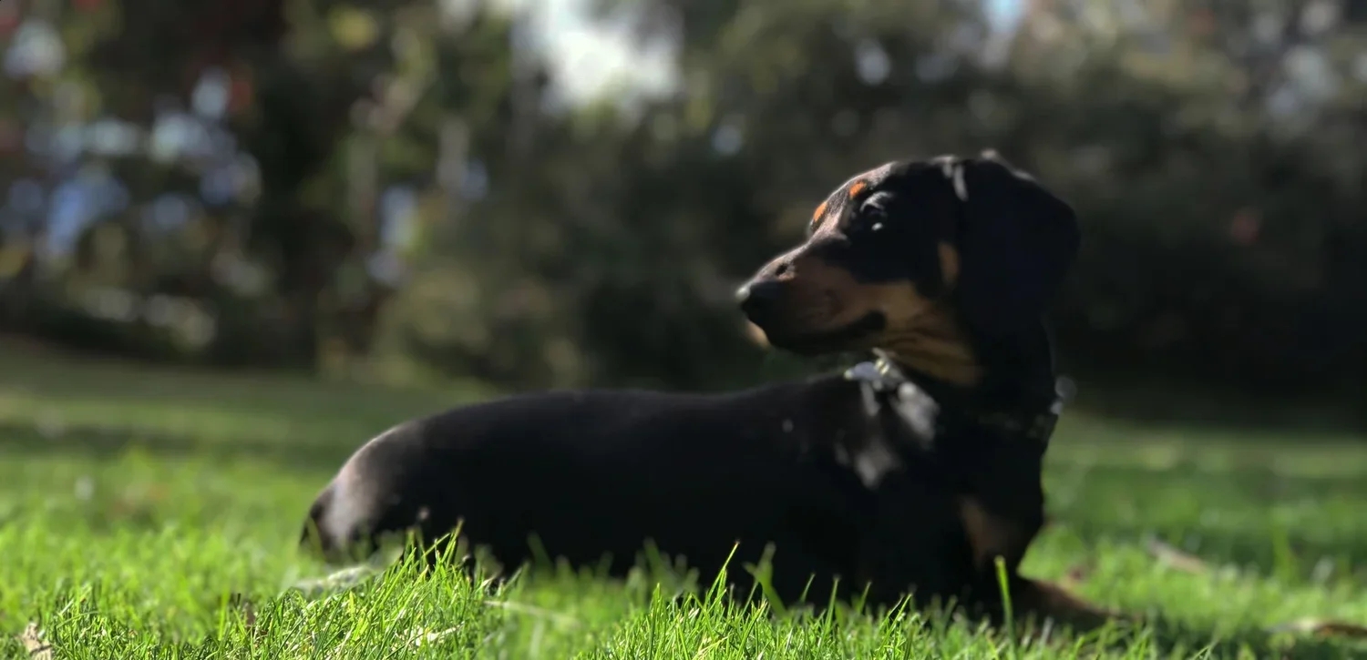 A relaxed miniature dachshund resting in the afternoon sun